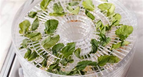 herb dehydrator machine|Best Dehydrator for Herbs .